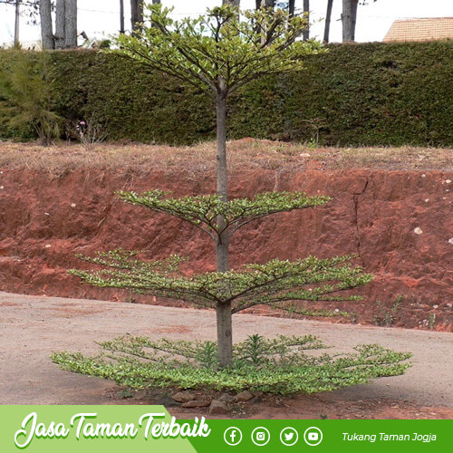 supriyadi garden produk 01