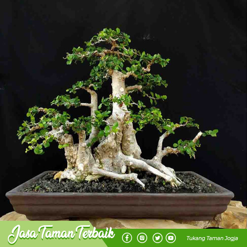 supriyadi garden produk 010