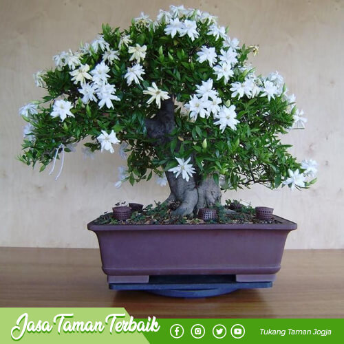 supriyadi garden produk 011
