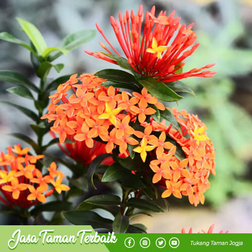 supriyadi garden produk 012