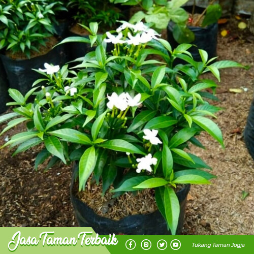 supriyadi garden produk 013