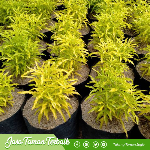 supriyadi garden produk 014