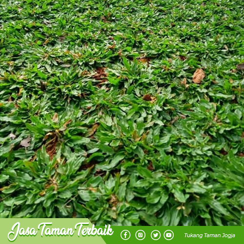 supriyadi garden produk 017