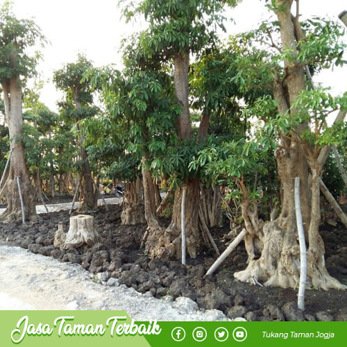 supriyadi garden produk 02