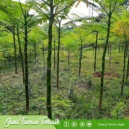 supriyadi garden produk 05