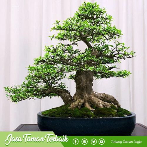 supriyadi garden produk 09